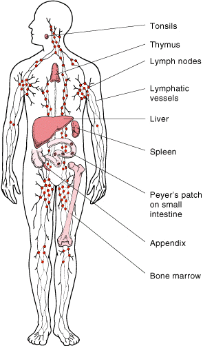 Anatomy - Immune & Lymphatic System